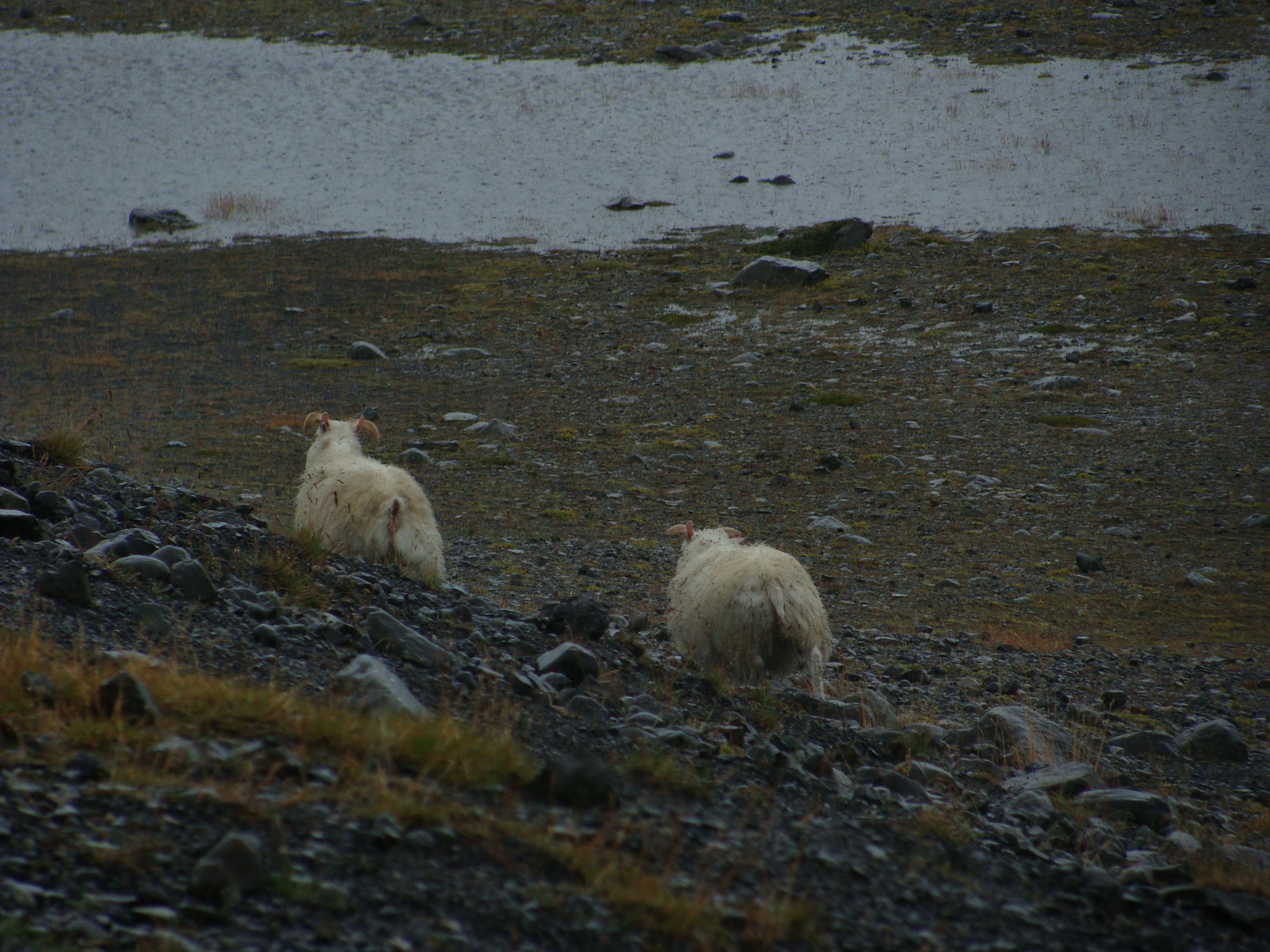 Islandia y la afición por tejer que se extiende/ Iceland and the love of knitting that spreads